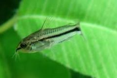 Pygmy Corydoras-