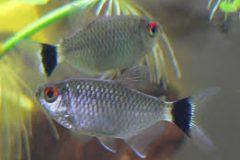 Red eye Tetra-