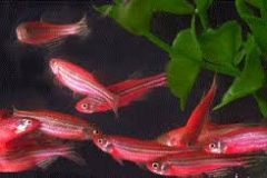 Red GMO Danio-