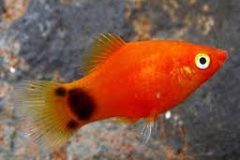 Red Mickey Mouse Platy-