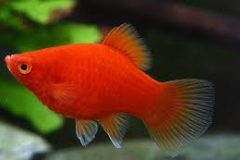 Red Platy-