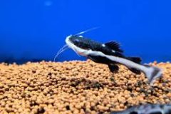 Redtail Catfish 3to4cm