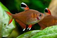 Rosyfin Tetra-