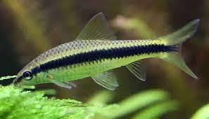 Siamese Algae Eater-