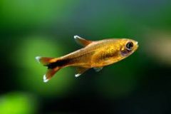 Silvertip Tetra-