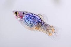Spotted Platy-