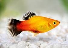 Sunset Platy-