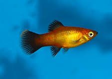 Sunset Wagtail Platy-