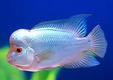 Flower Horn 2 Combo Thai Silk Agrade