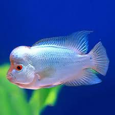 Flower Horn 2 Combo Thai Silk Agrade