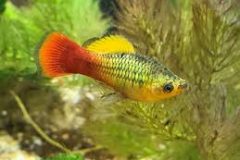 Variatus/Hawai Platy-