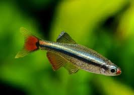 White Cloud Minnow-