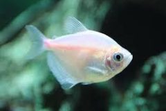 White Widow Tetra-