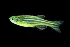 Yellow GMO Danio-
