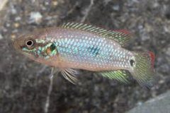 African Jewel - Green