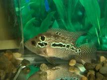 Flower Horn Fly Neo Dragon