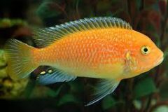 M.Esterae/Red Zebra sml