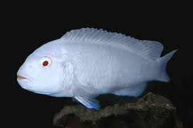 P.Socolofi Albino