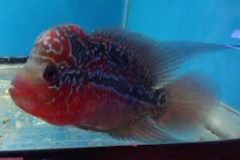 Flower Horn Red Chili