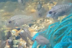 True Blue Acara- 3-4cm