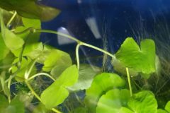 Hydrocortyle Verticulata