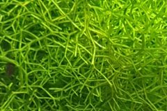 Riccia Fluitans 10g Portion