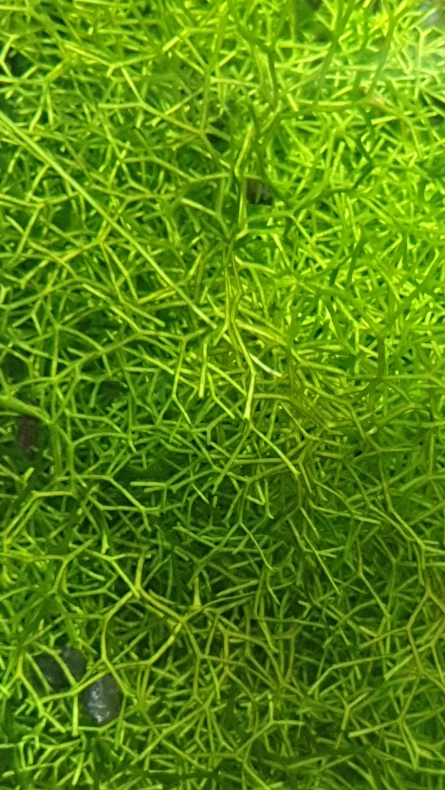 Riccia Fluitans 10g Portion